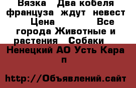  Вязка ! Два кобеля француза ,ждут  невест.. › Цена ­ 11 000 - Все города Животные и растения » Собаки   . Ненецкий АО,Усть-Кара п.